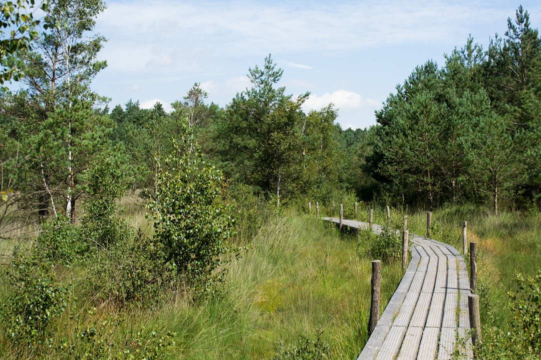 Wandelpad door een groen bos — bewegen als alternatief voor blowen bij ADHD