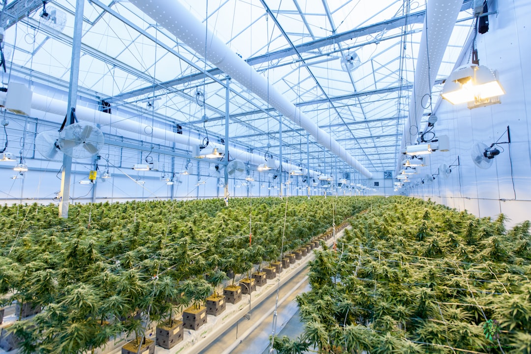 Wiet en depressie: wietplanten in een kweekkas